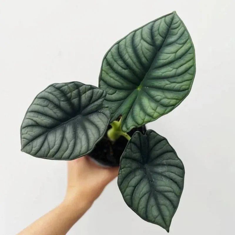 Buy Alocasia 'Nebula' – Ed's Plant Shop