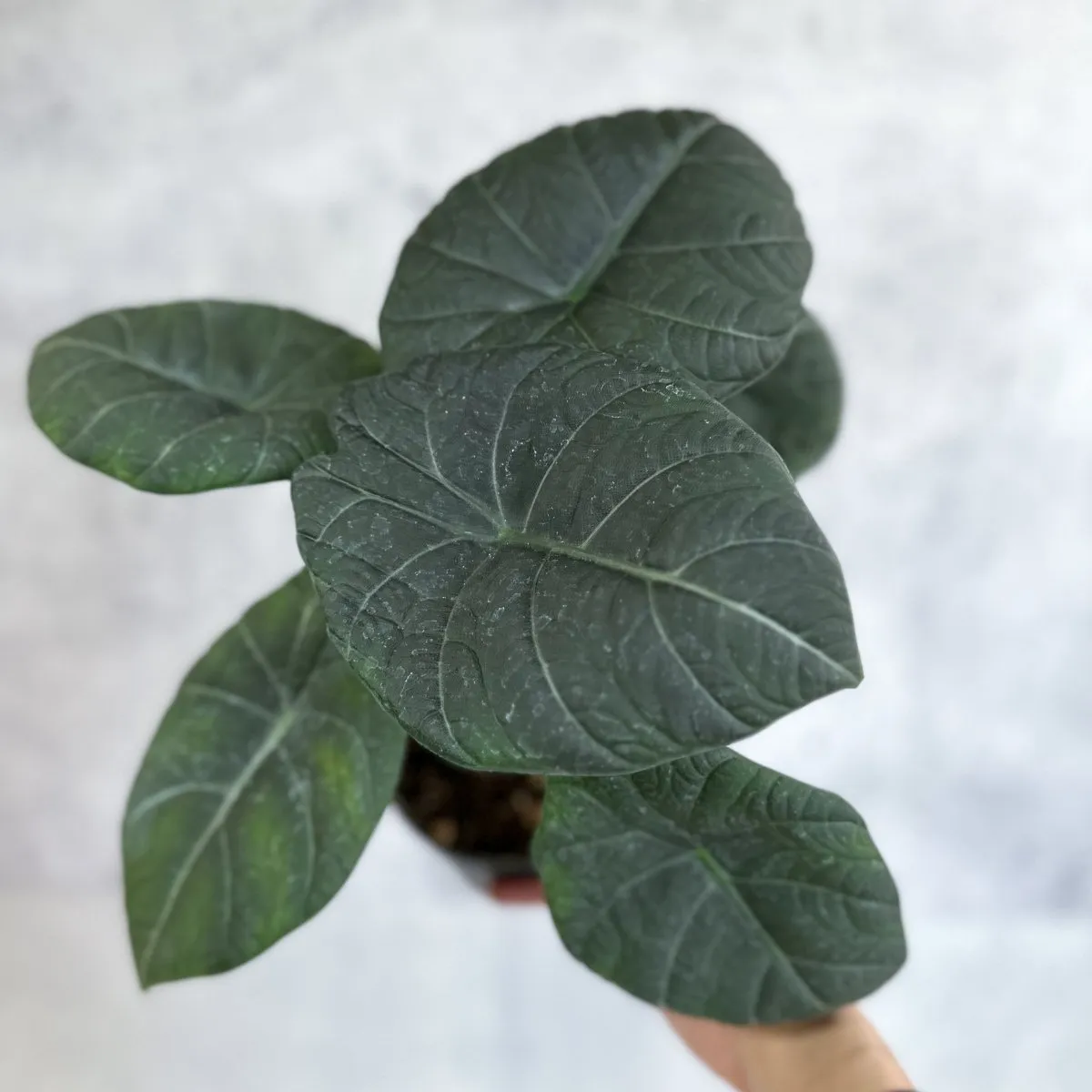 Buy Alocasia 'Nebula' – Ed's Plant Shop