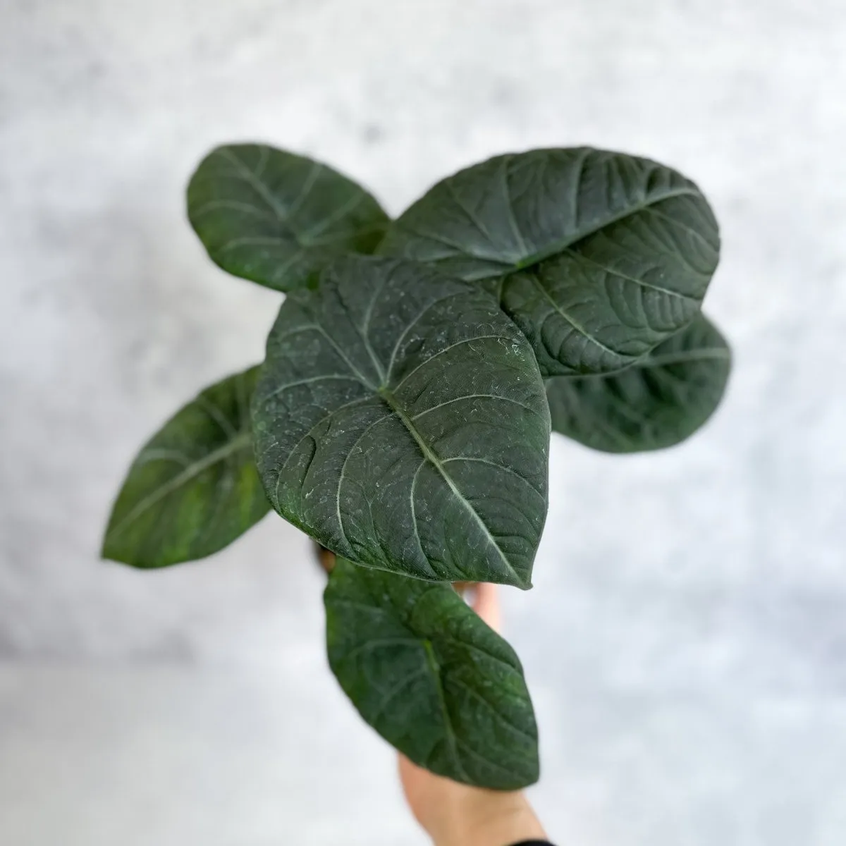 Buy Alocasia 'Nebula' – Ed's Plant Shop