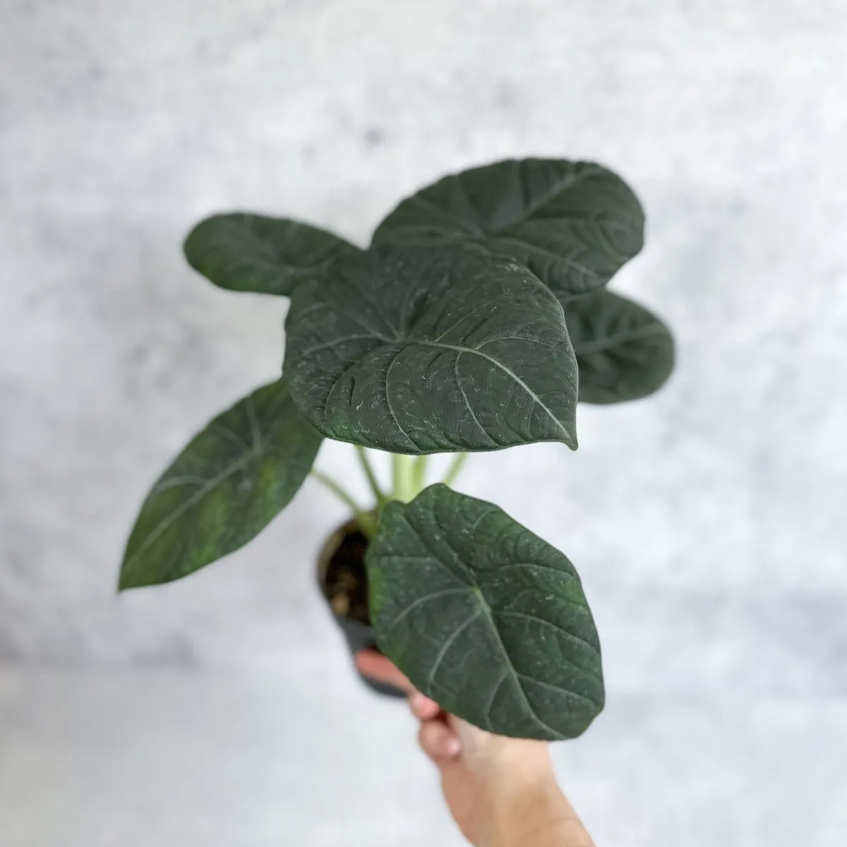 Buy Alocasia 'Nebula' – Ed's Plant Shop