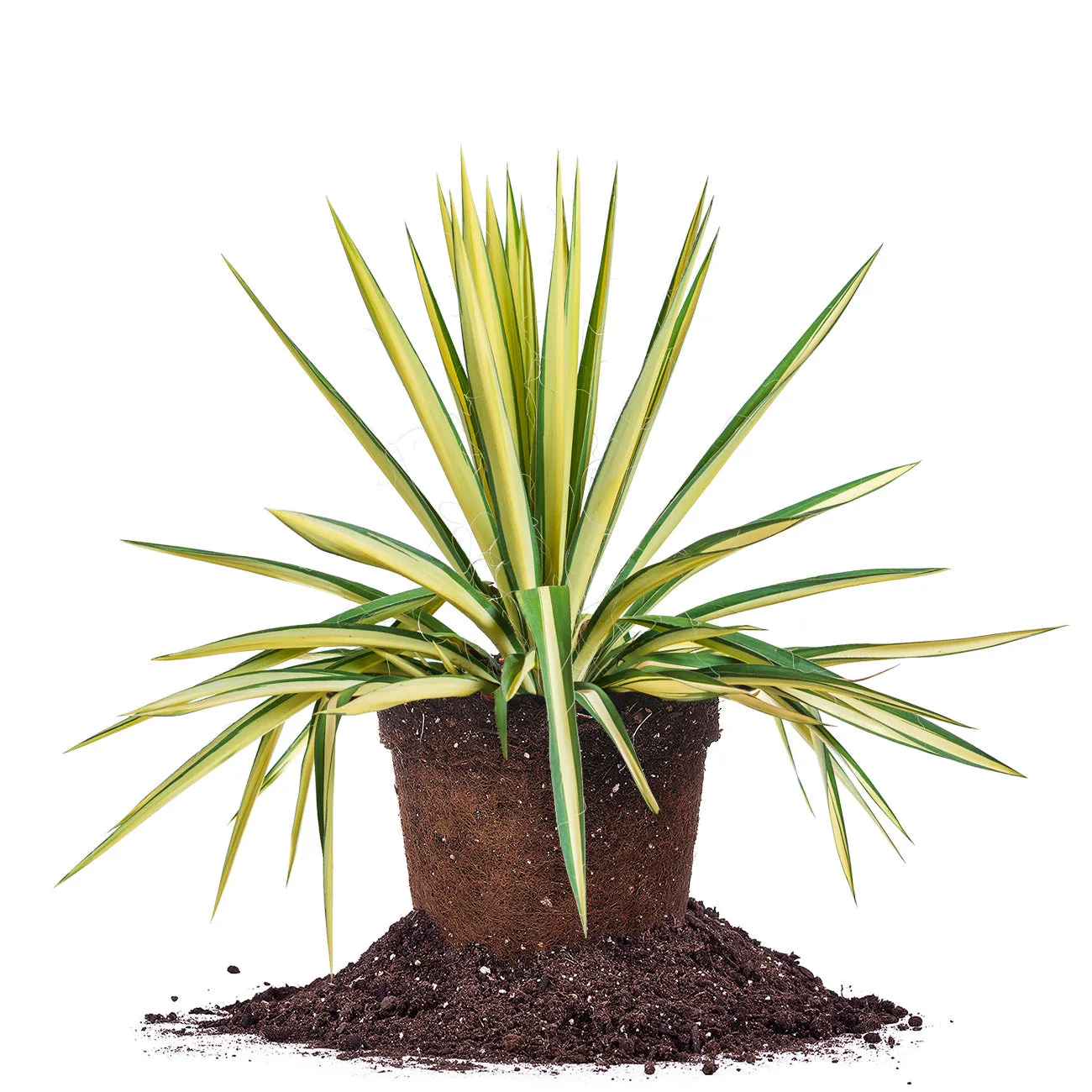 Color Guard Yucca Plant