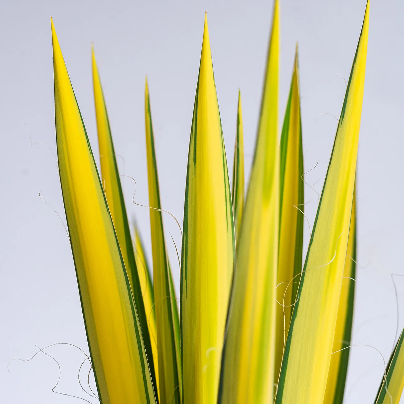 Color Guard Yucca Plant