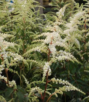 Deutschland Astilbe