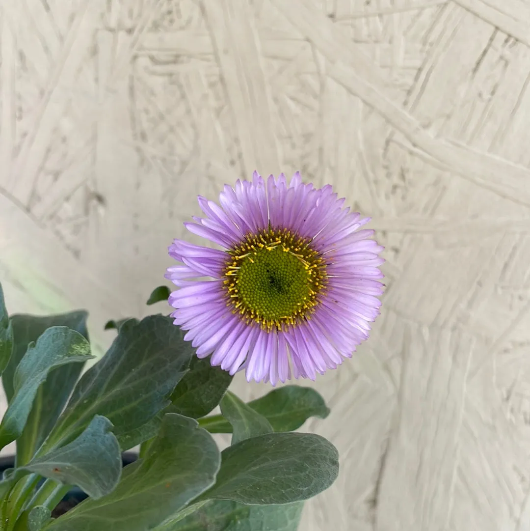 Erigeron glaucus