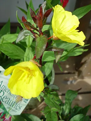 Fireworks Evening Primrose