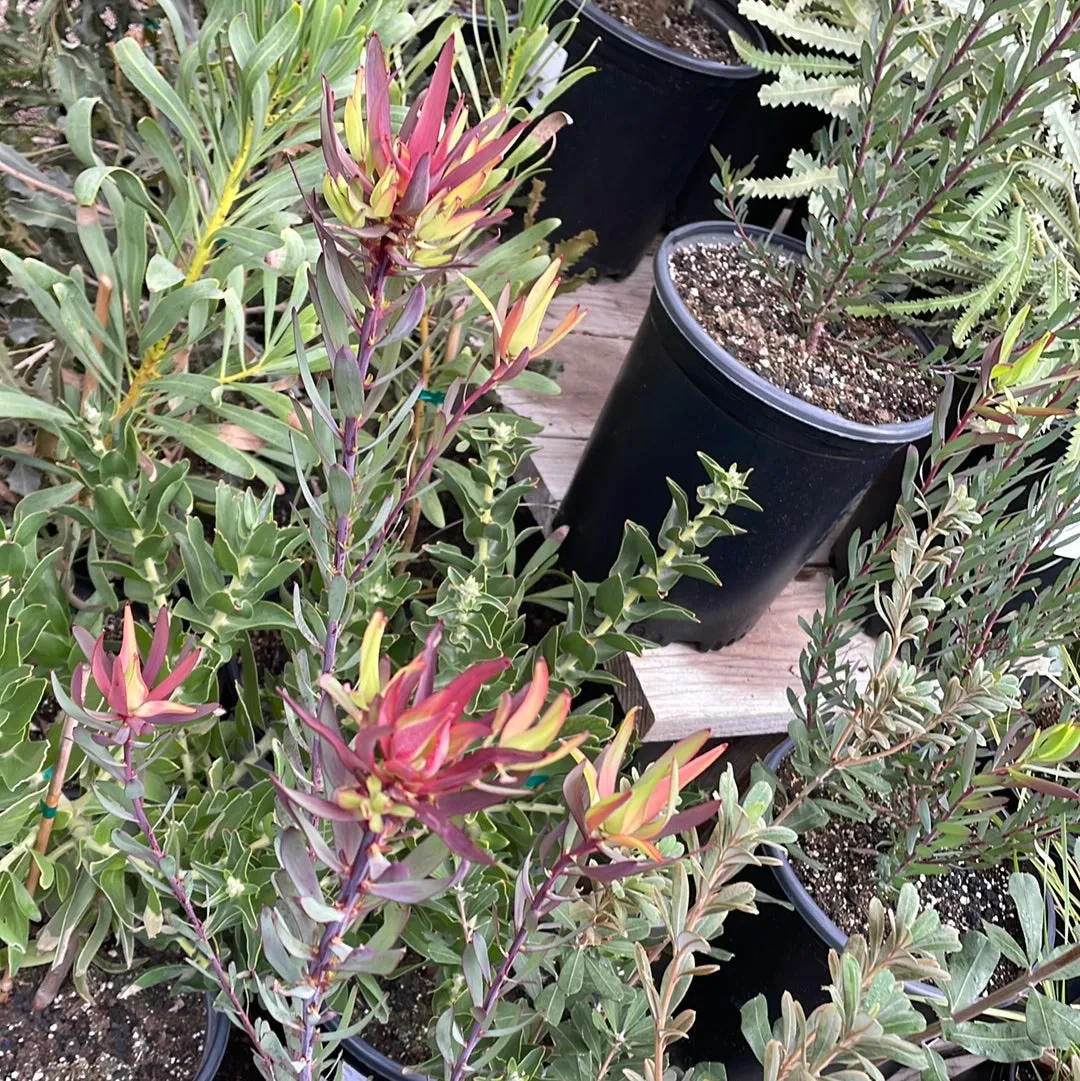 Leucadendron salignum 'Blush'