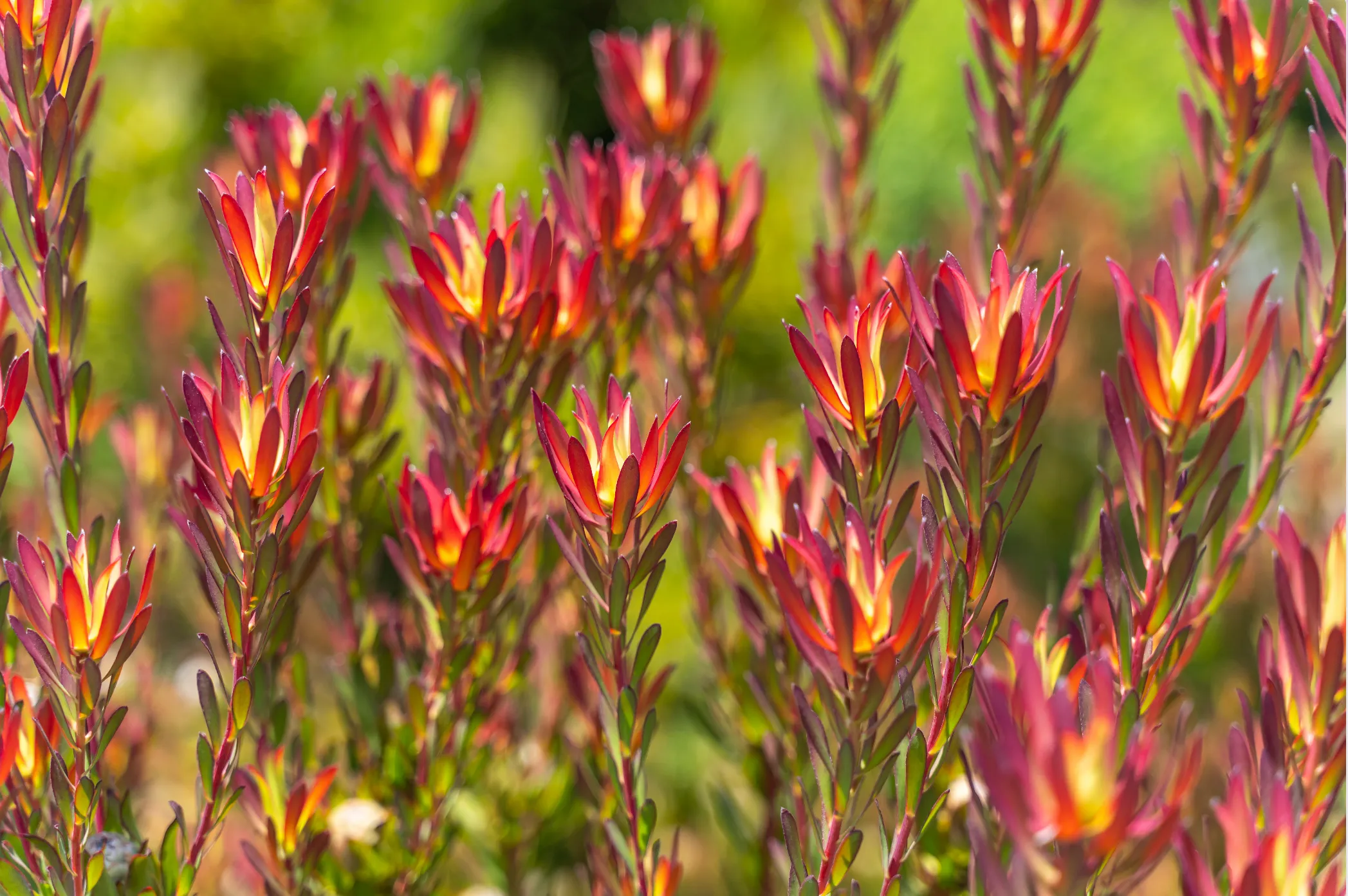 Leucadendron salignum 'Blush'