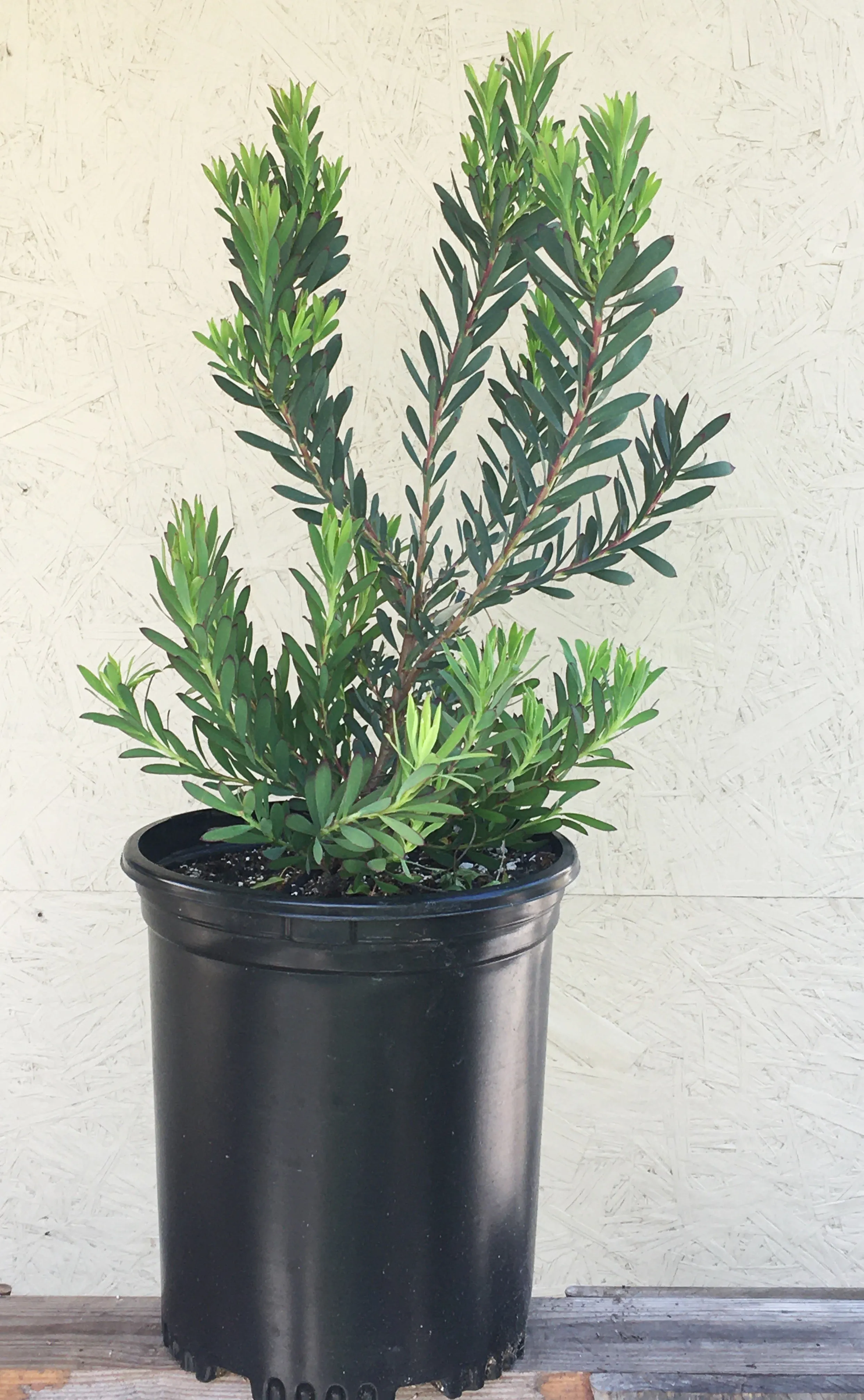 Leucadendron salignum 'Blush'