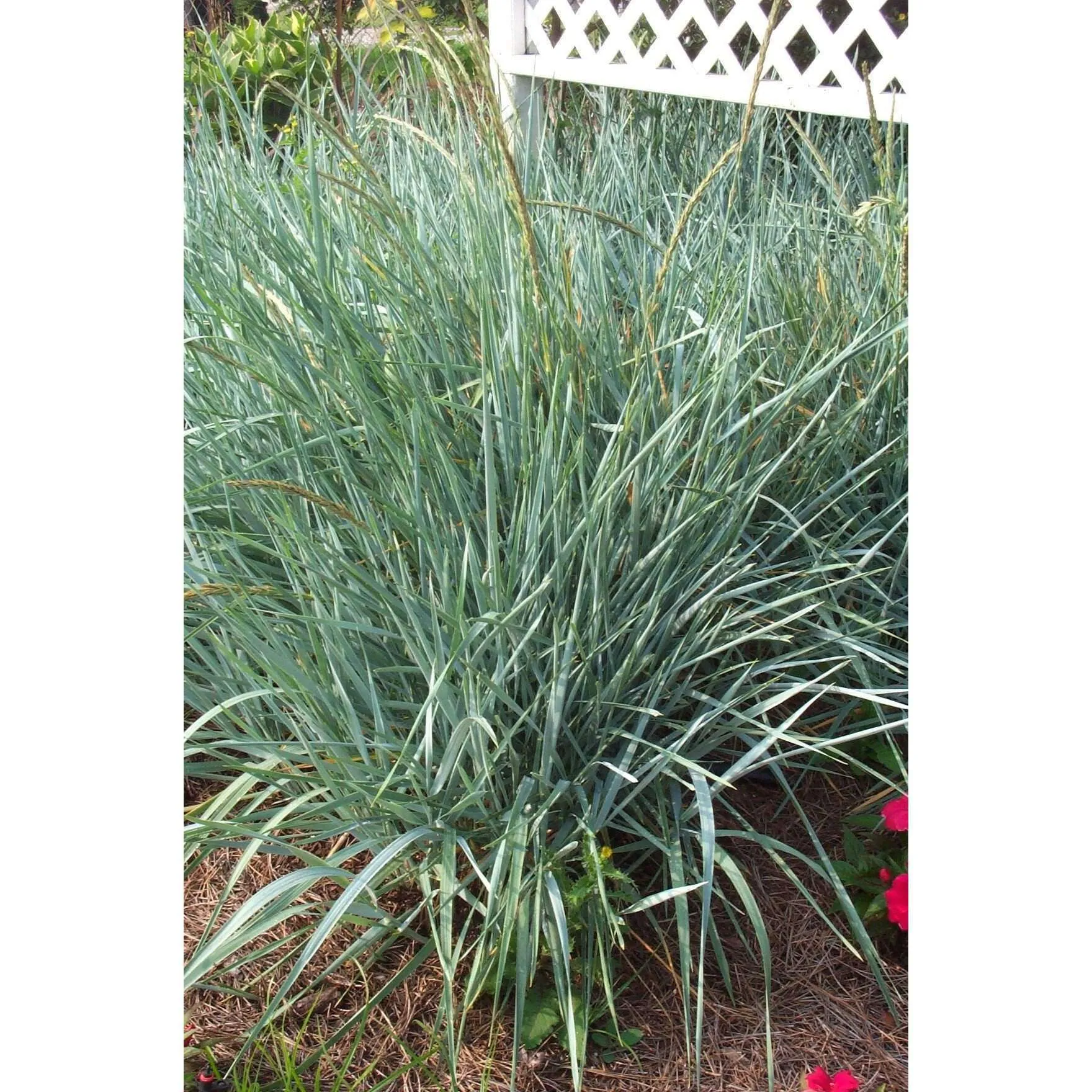 Lyme Grass - Leymus arenarius "Blue Dune"