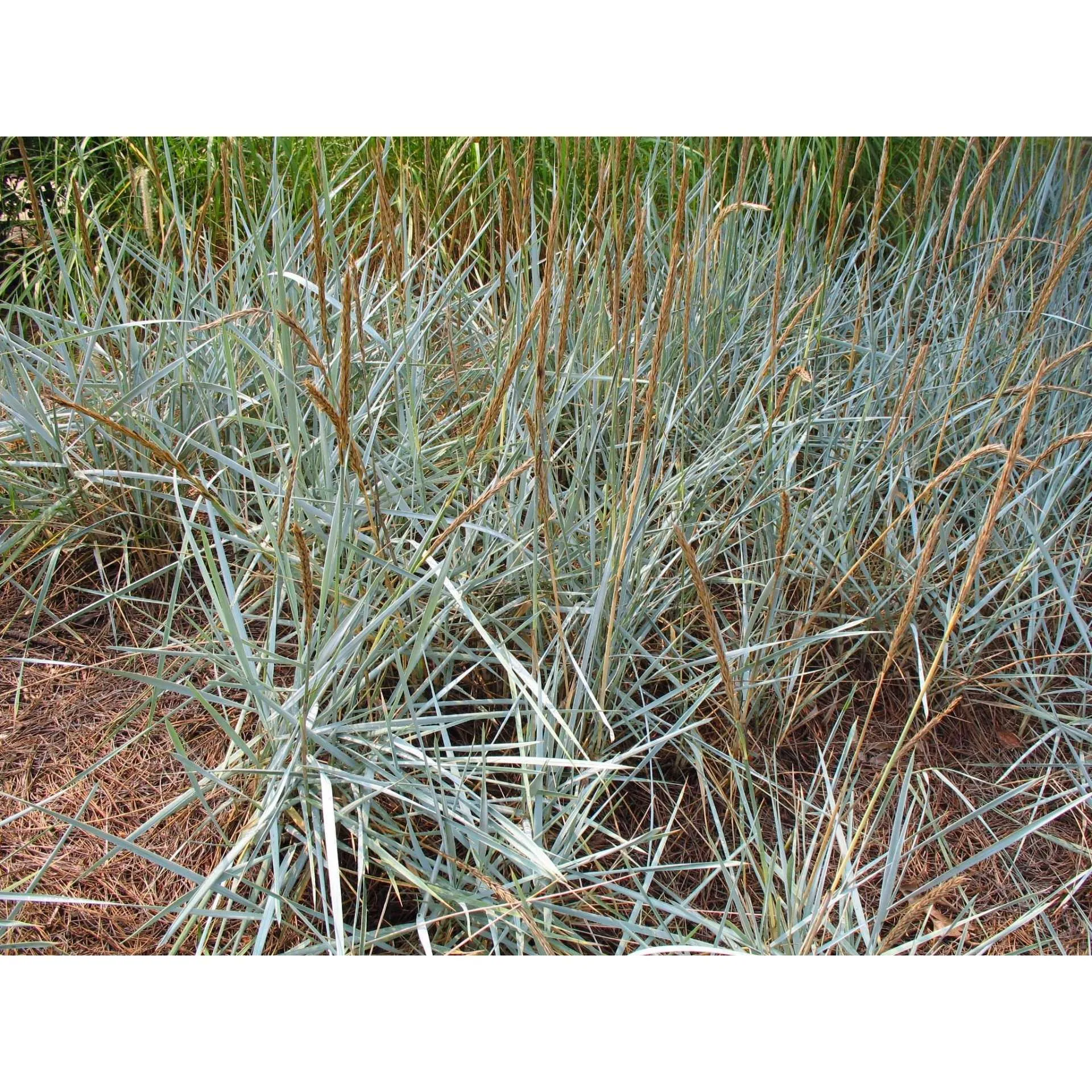 Lyme Grass - Leymus arenarius "Blue Dune"