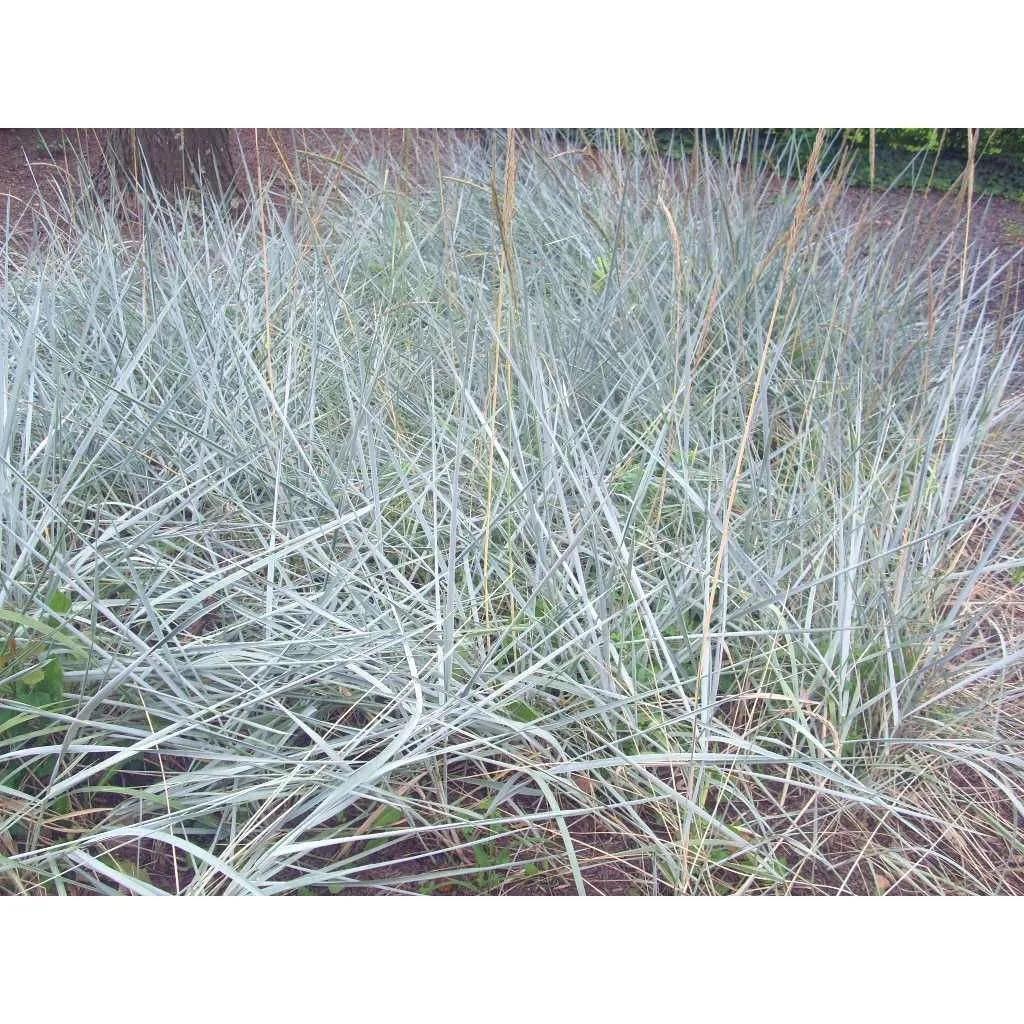 Lyme Grass - Leymus arenarius "Blue Dune"