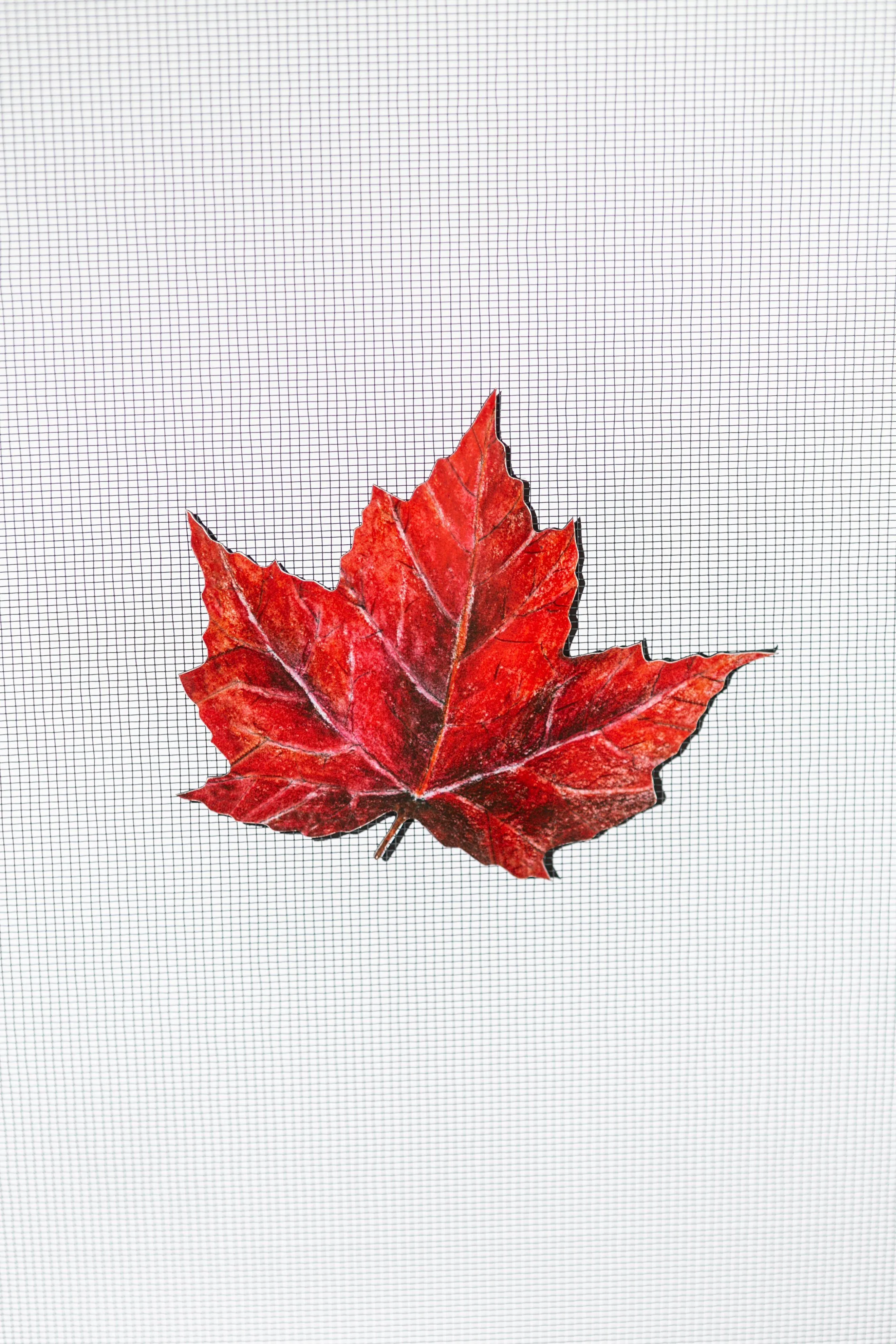 Maple Leaf Screen Door Saver Magnets (5" x 4")