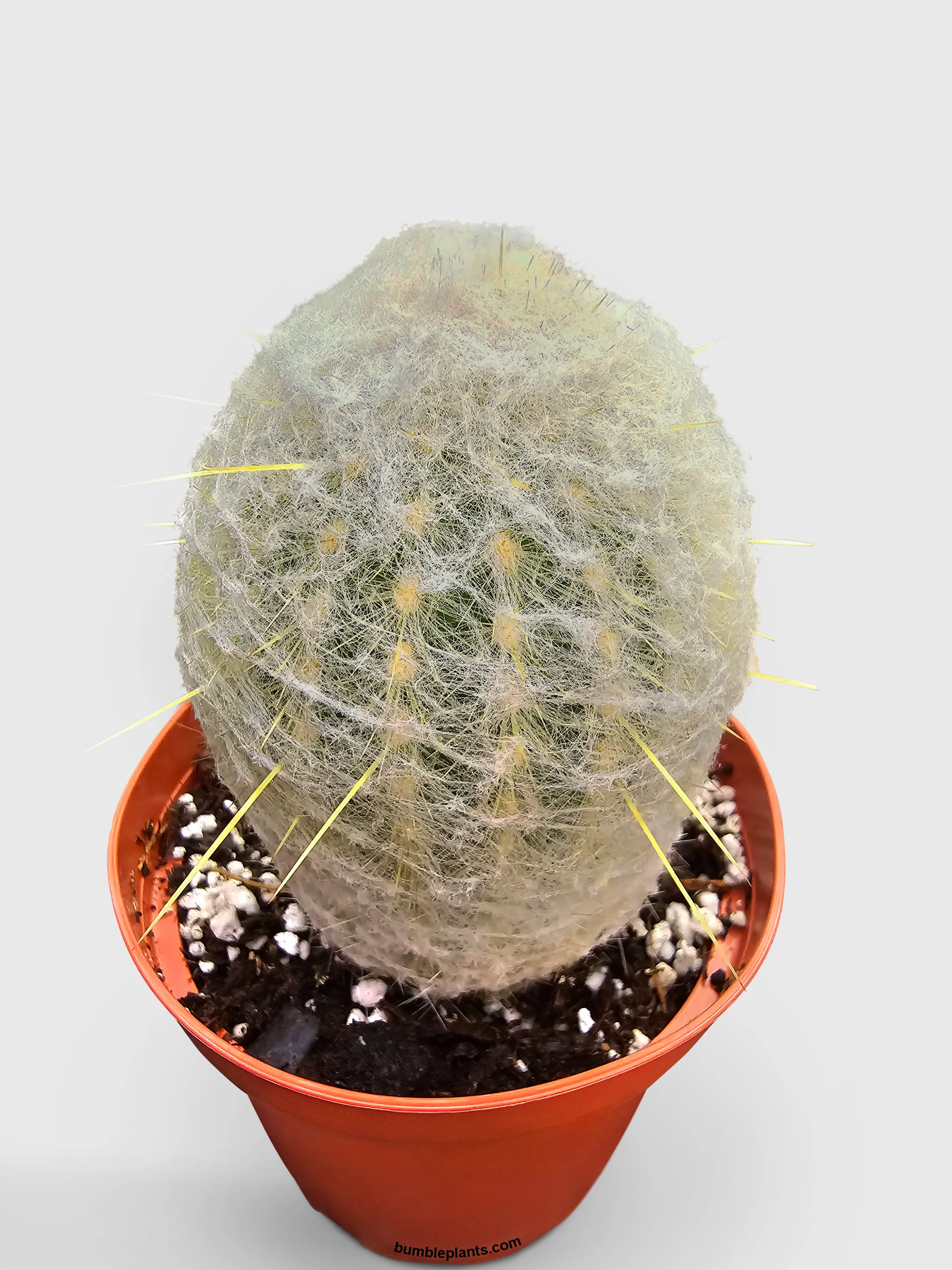 Peruvian Old Man Cactus