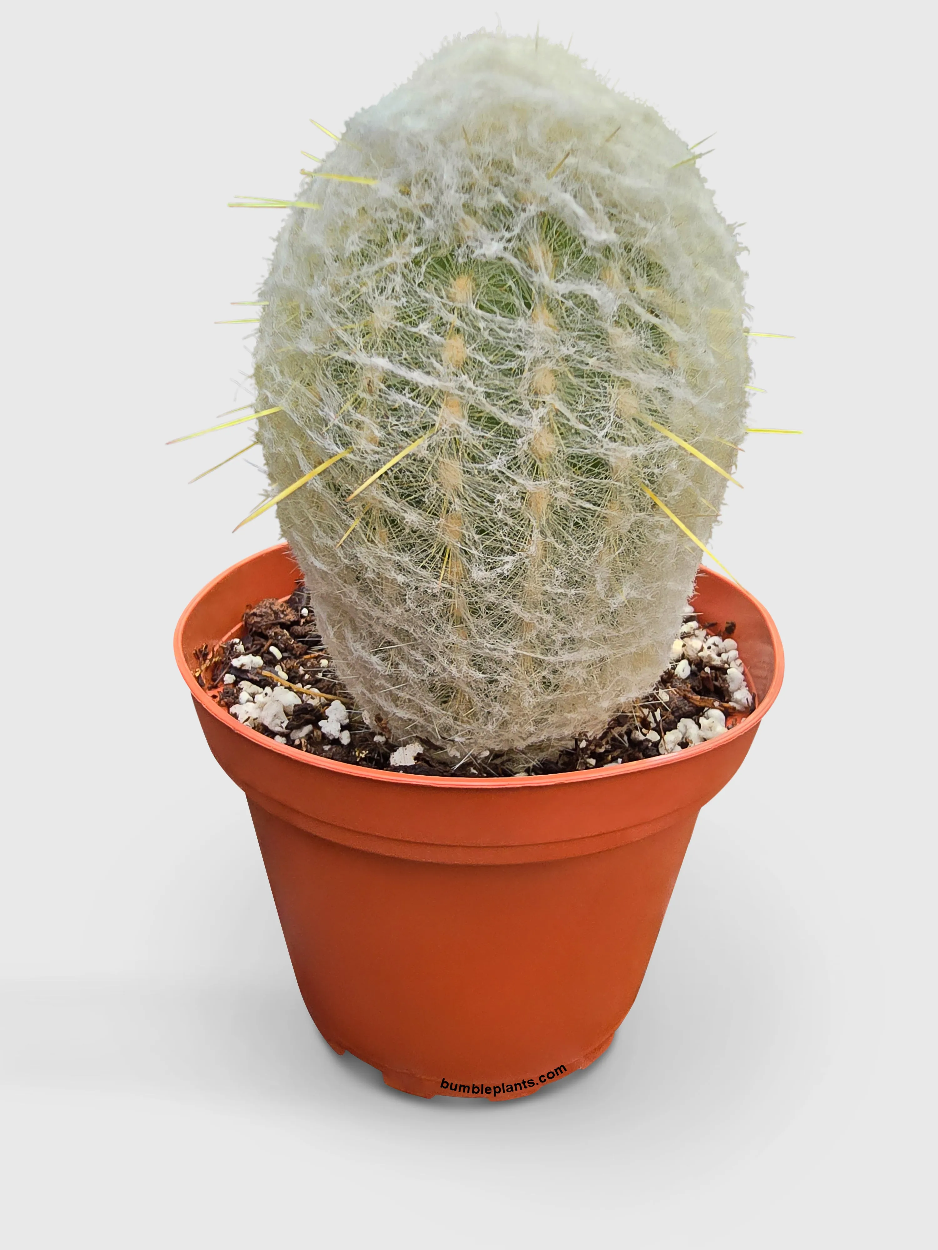 Peruvian Old Man Cactus