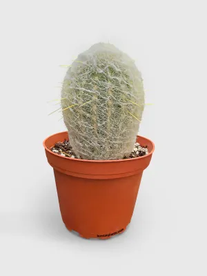 Peruvian Old Man Cactus