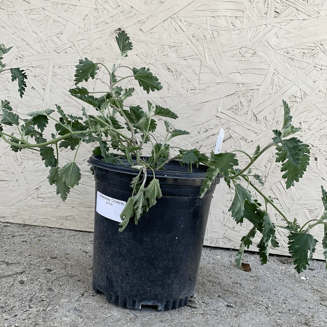 Sphaeralcea 'Childerley' , Globemallow Childerley